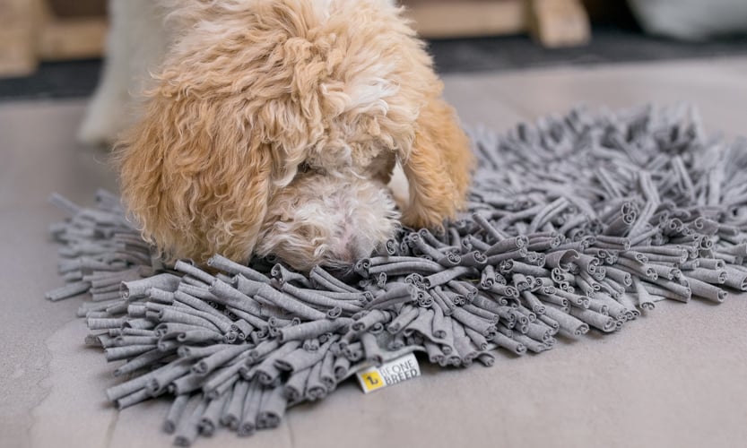 healthy dog food weight loss