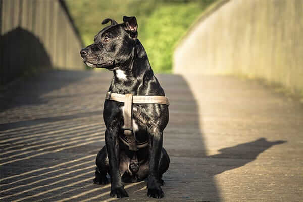 omega 3 for dogs