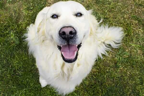 benefits fish oil for dogs