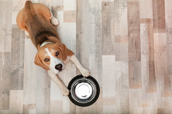 is feeding your dog raw food good