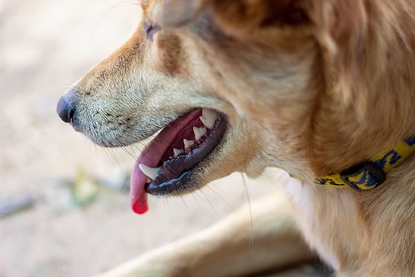 is feeding your dog raw food good