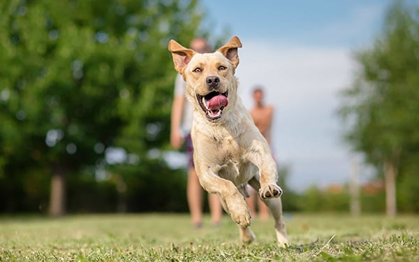 Can I bring dog food into Canada?