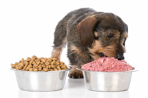 what does it mean to feed your dog raw