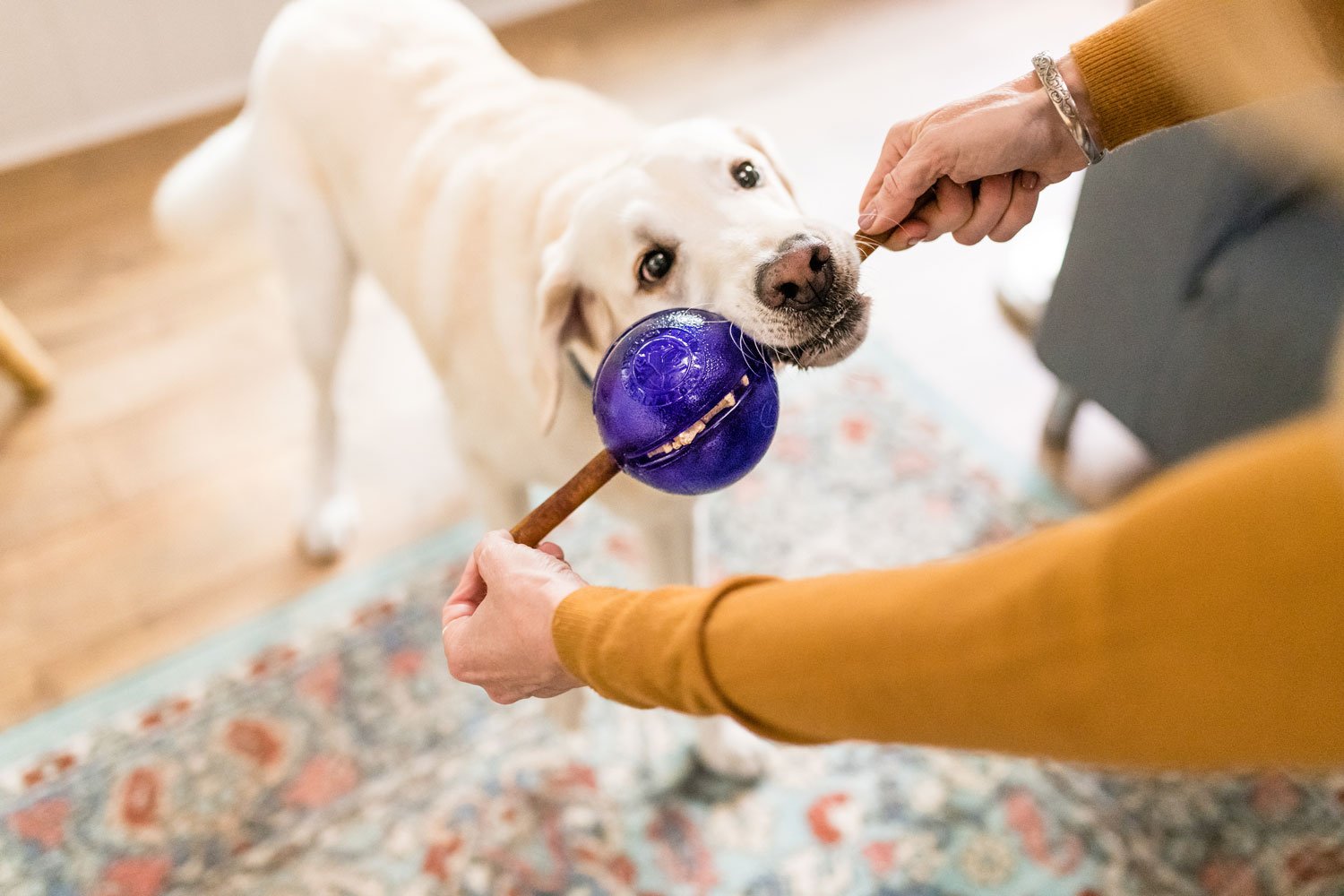 bully stick dog toy