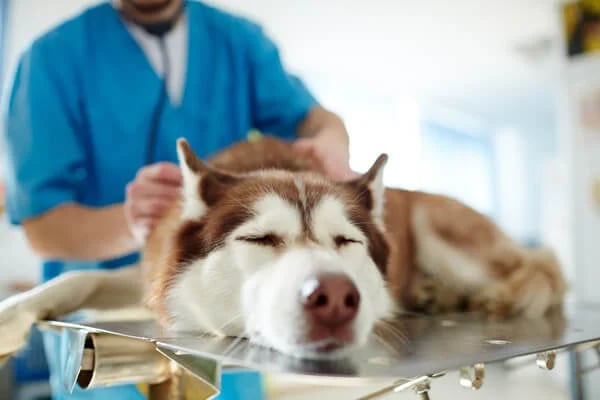Sick-dog-during-veterinary-checkup