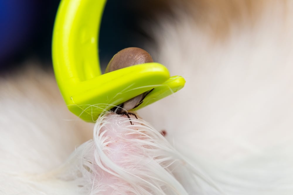 how to remove embedded tick from dog