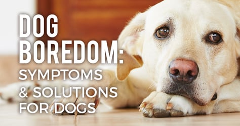 bored-dog-symptoms-solutions-article-feature-1