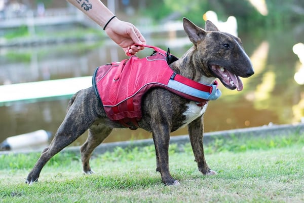 bulliesgonewild-KurgoLifeJacket