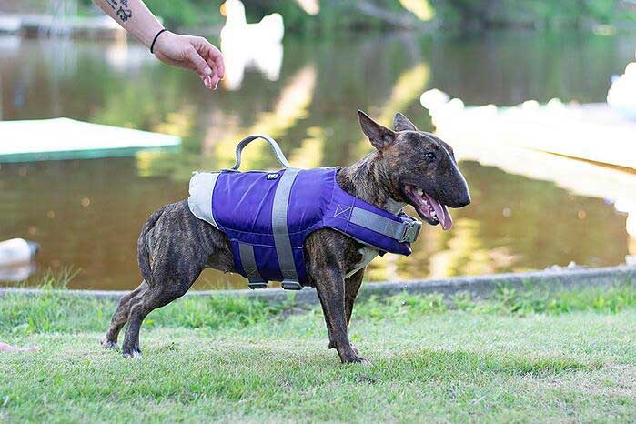 american bully life jacket