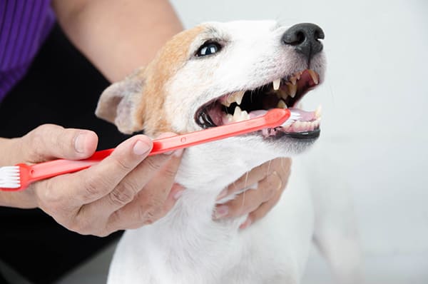 dog teeth cleaning solution