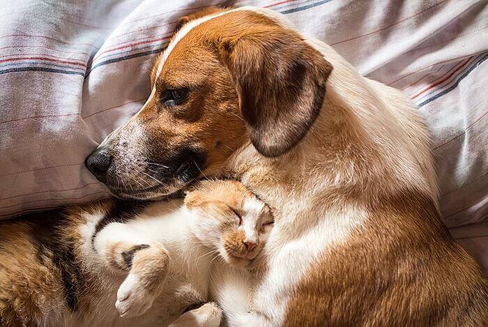 dog-cat-cuddle-bed