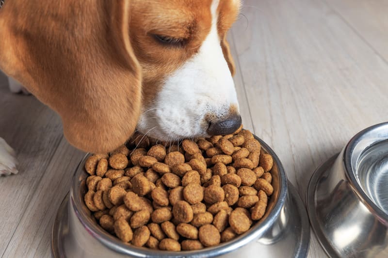 kinds of puppy food