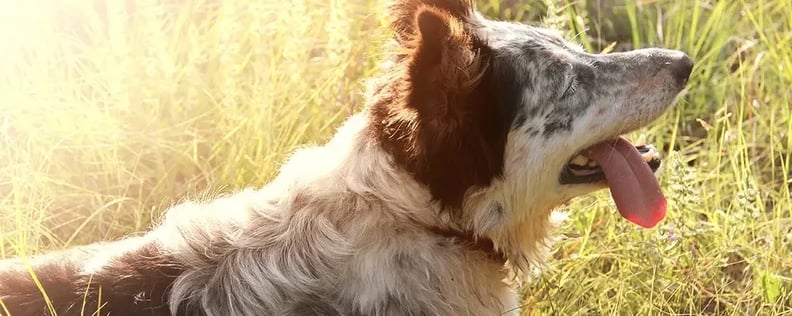 Mental Stimulation and Enriched Walks for Dogs - Outdoor Dog Adventures:  Professional Dog Walking