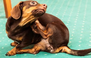 jeukende huid bij honden