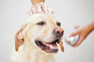 bada din hund med ett fuktgivande schampo