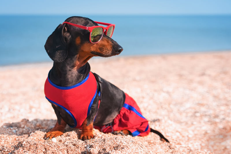 dog-sunglasses-summer