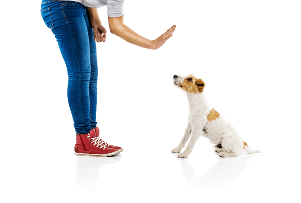 dog exercise tips