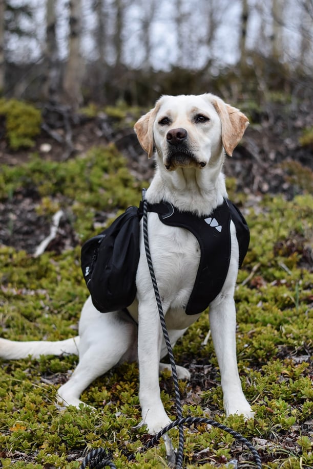 farley-hurtta-harness
