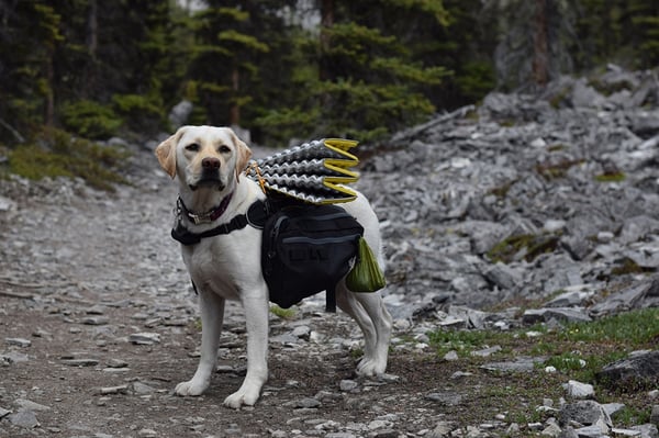 farley-in-canine-equipment-backpack