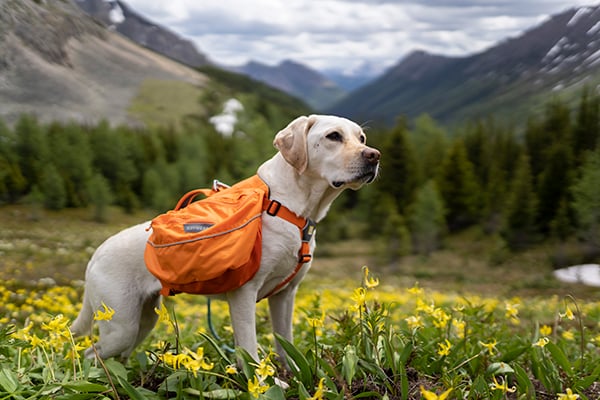 Best Dog Backpack: Reviewed By Real Adventure Dogs
