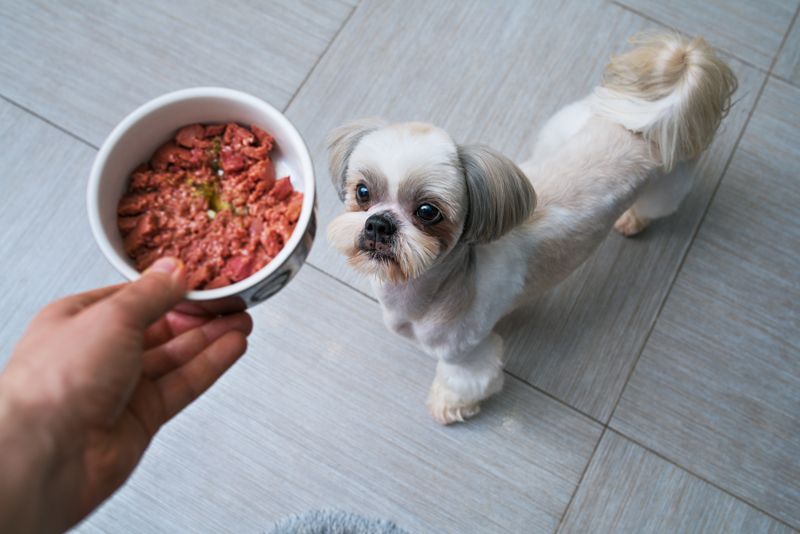 holistic vet recommended dog food