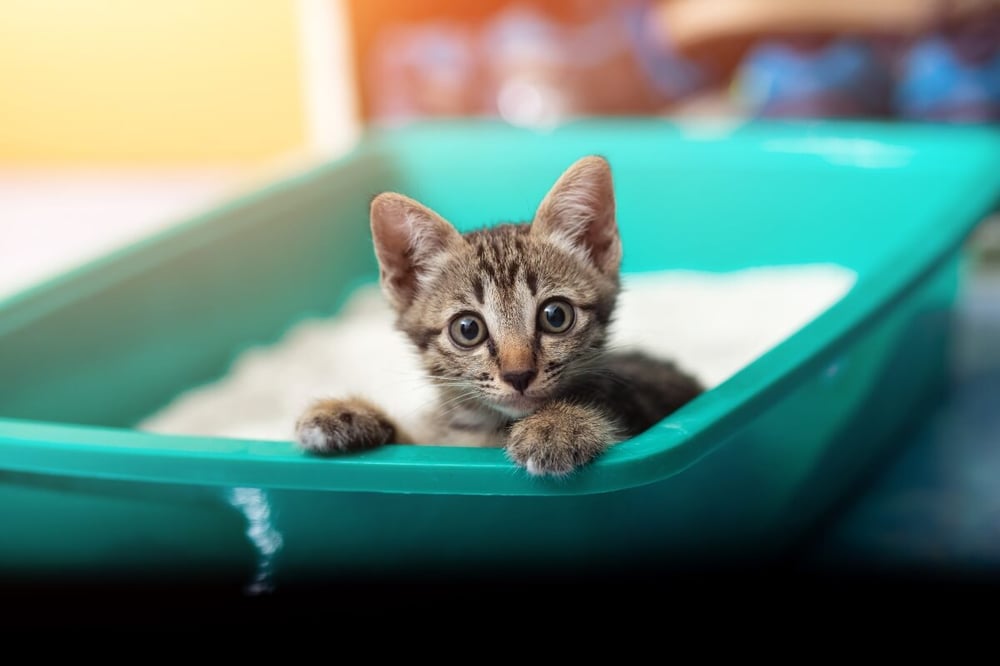 kitten-in-green-litter-box