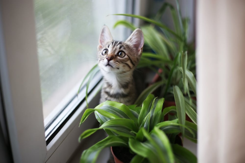 new cat checklist