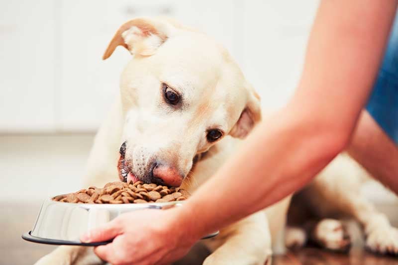how to find the best food for your dog