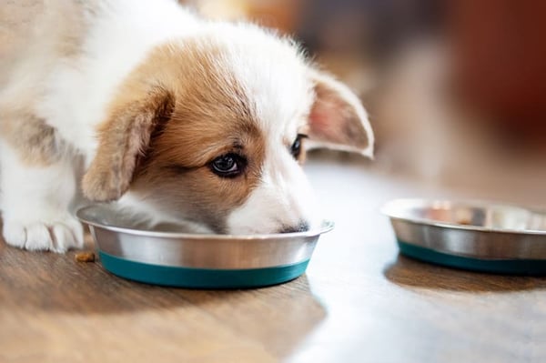 What Should I Feed My Puppy? A Puppy Food Breakdown