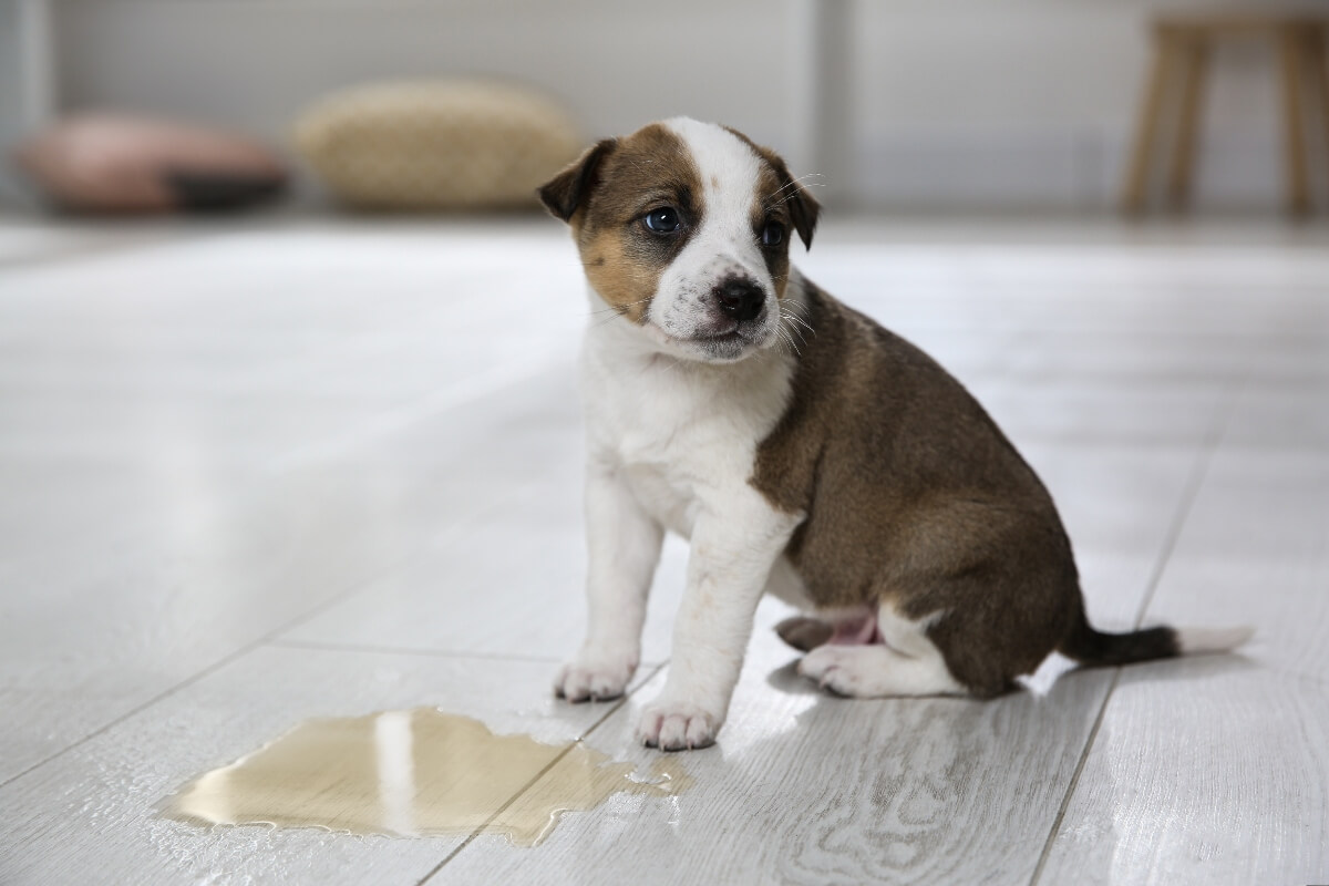 Puppy Potty Training 101: Tips for Teaching Good Bathroom Habits