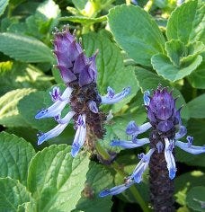 15 Toxic Plants To Avoid If You Have Pets Walk It Like A Dog Toxic Plants To Avoid If You Have Pets