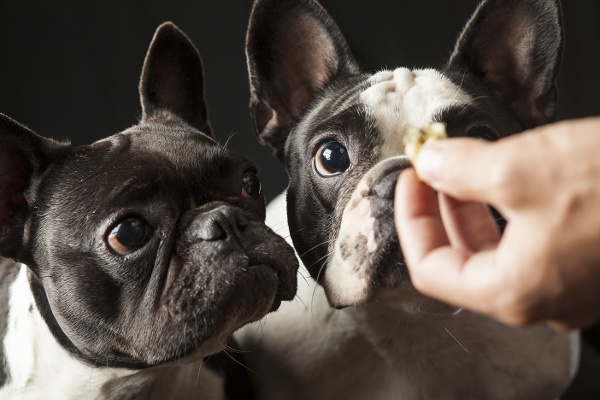 what dog treats are good for dogs
