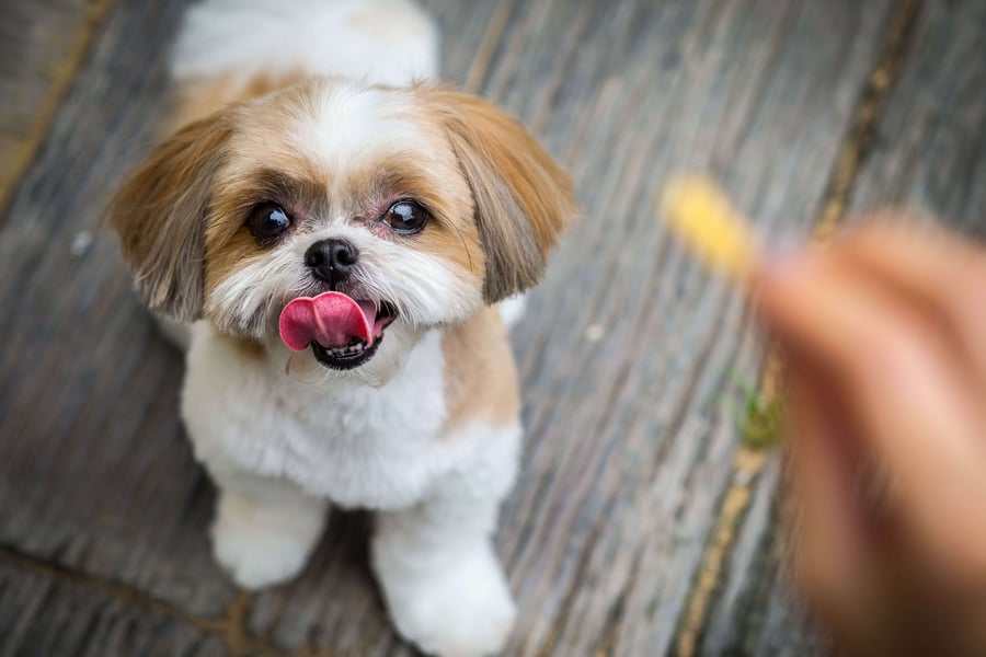 list of safe dog treats