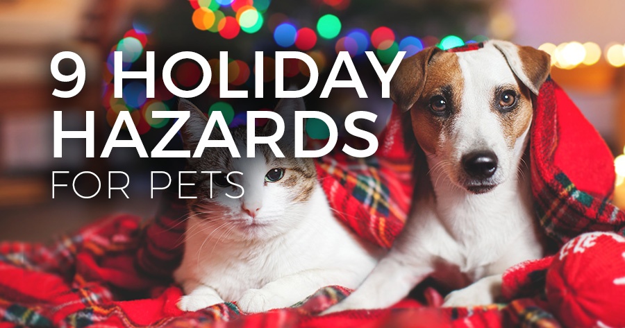 9-holiday-hazards-pets-article-feature