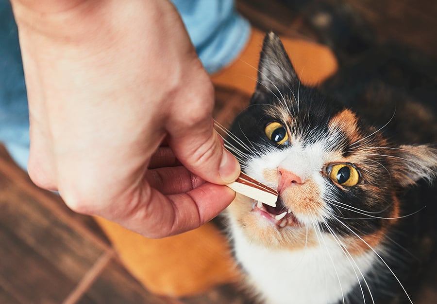 chicken necks for cats teeth