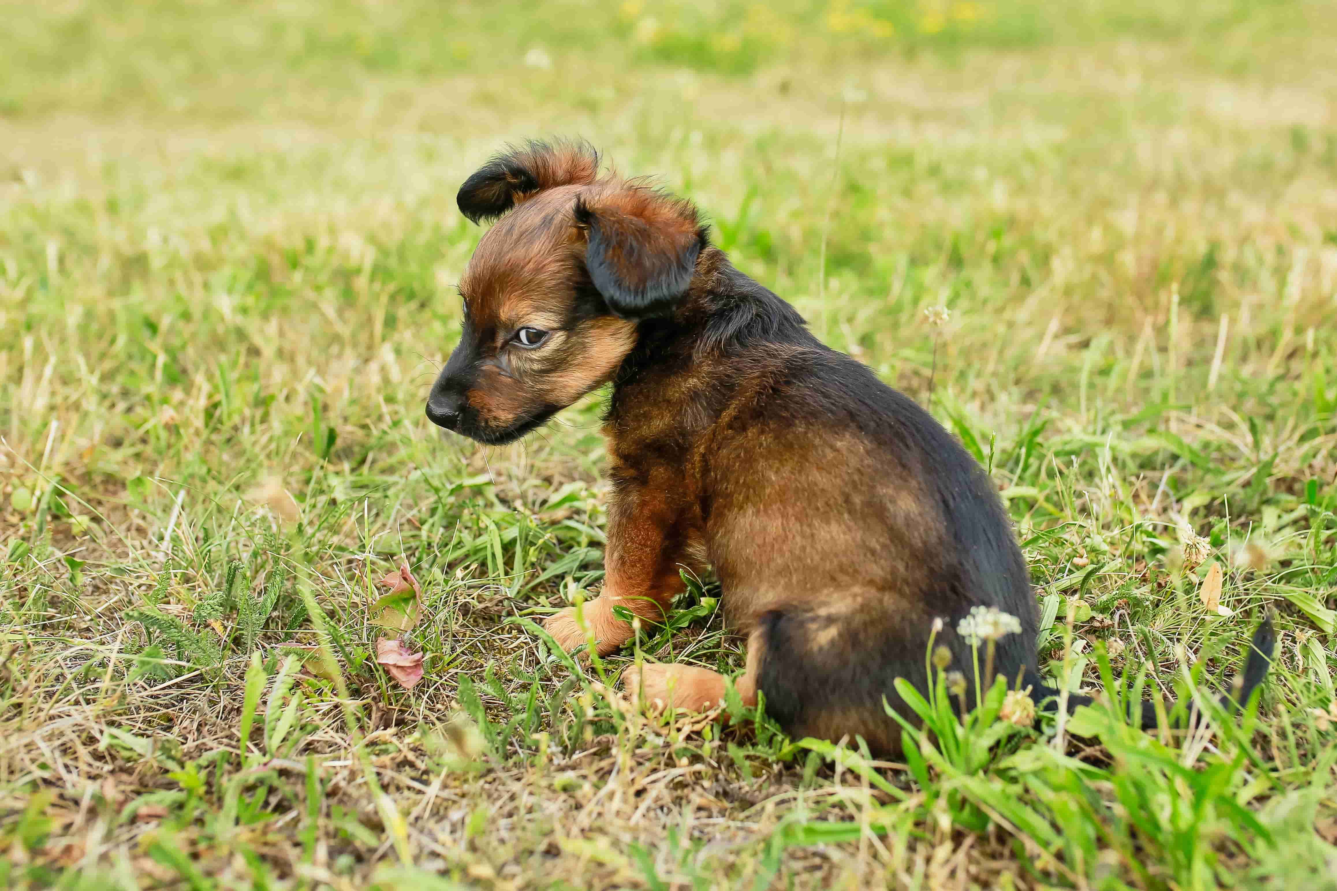 do puppies outgrow eating poop