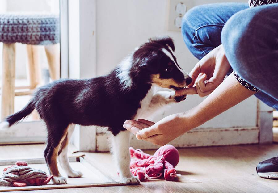 dog treats for training puppies