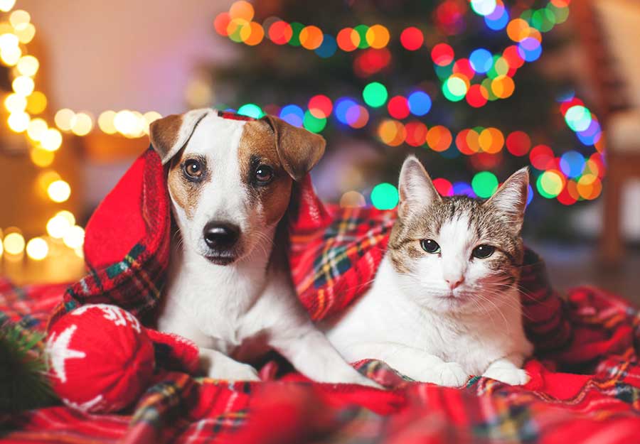 holiday-dangers for pets-article-feature