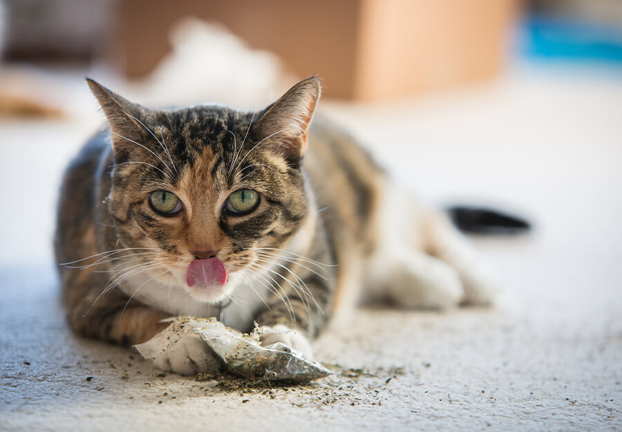 why does catnip affect cats and not dogs