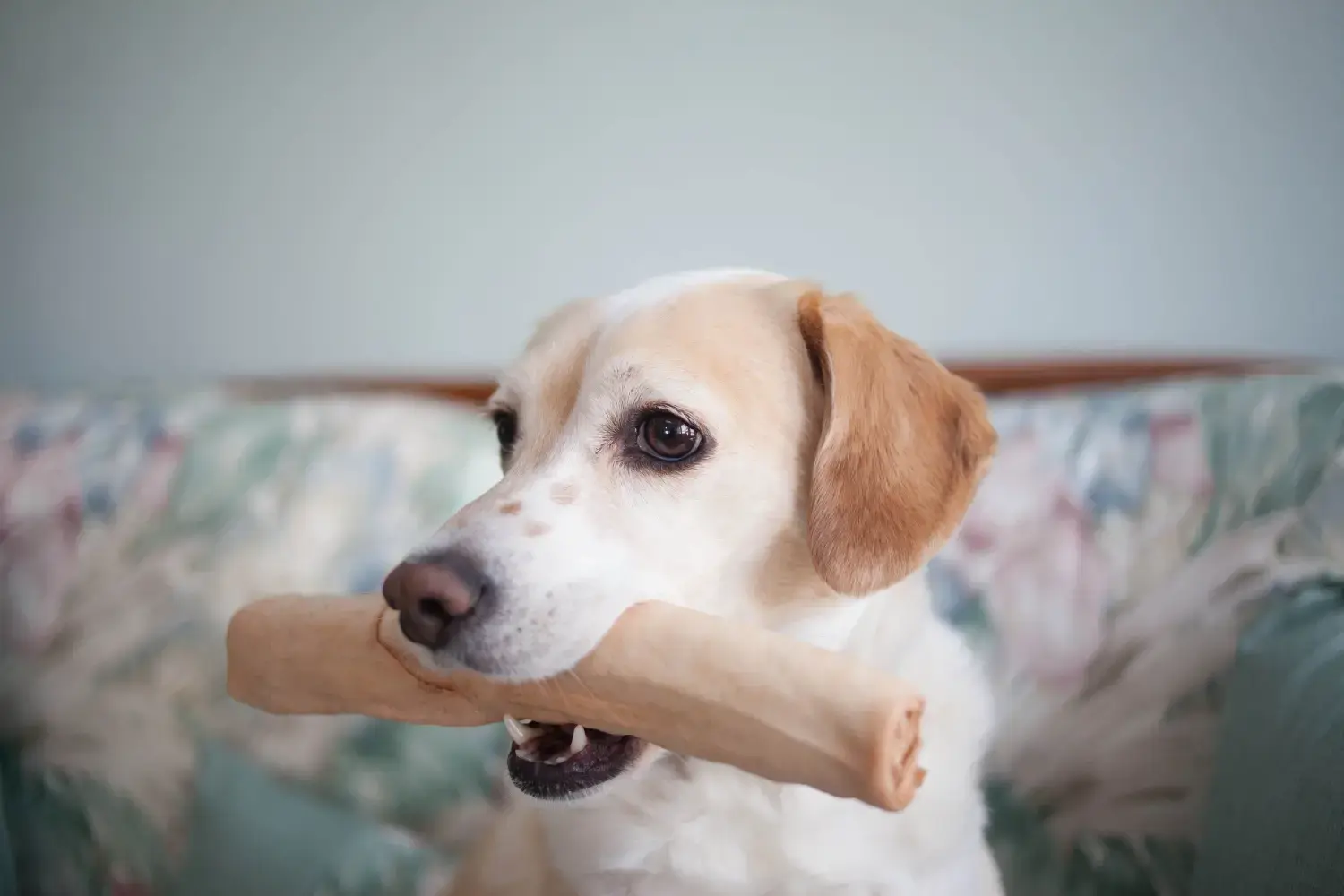 best-rawhide-alternatives-feature