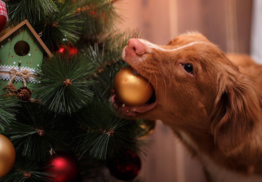 how to keep dog from chewing christmas tree