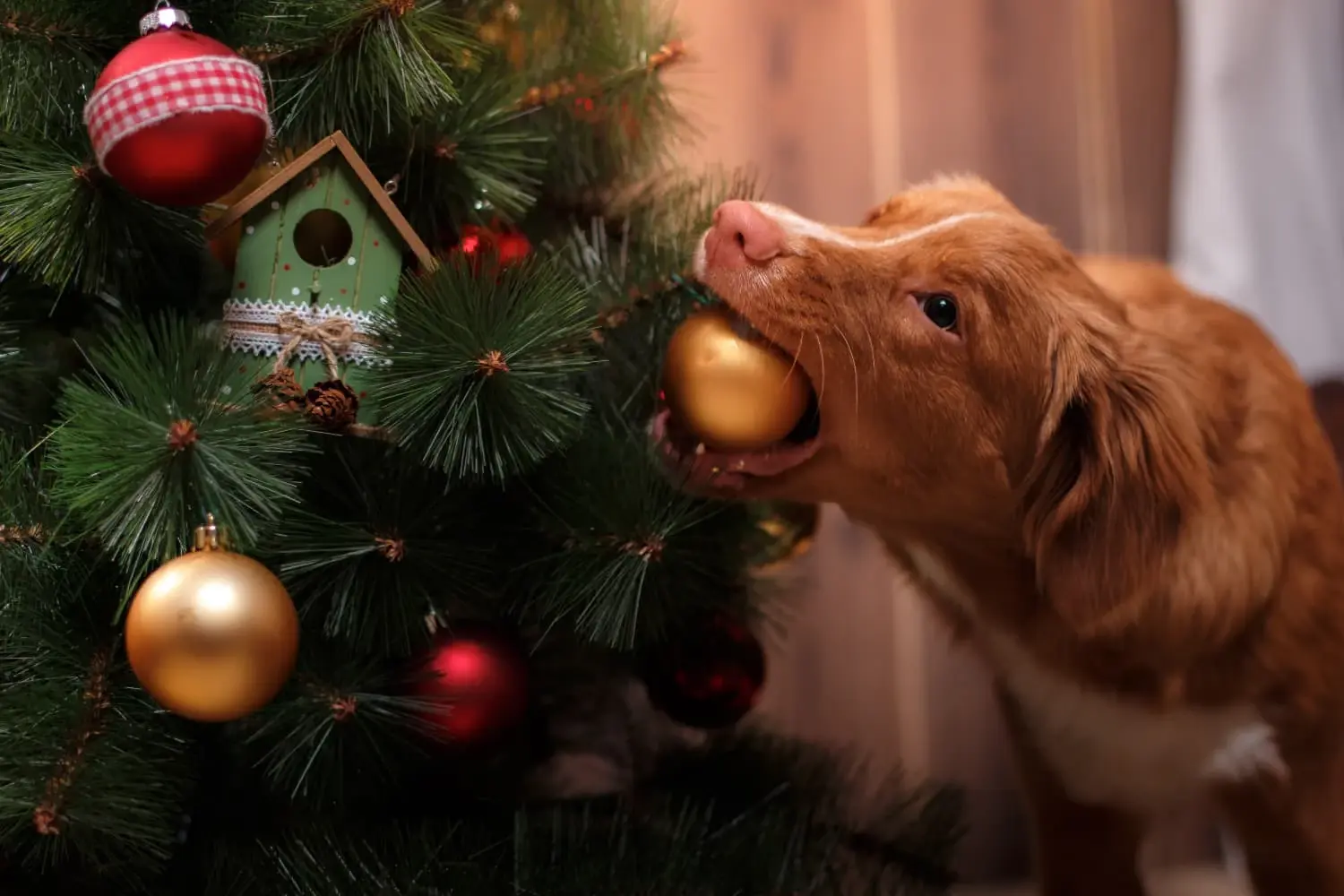 dog-stealing-ornament-from-christmas-tree