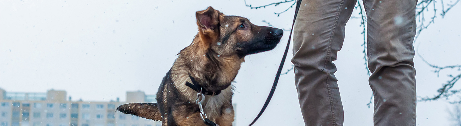 walking dog in winter
