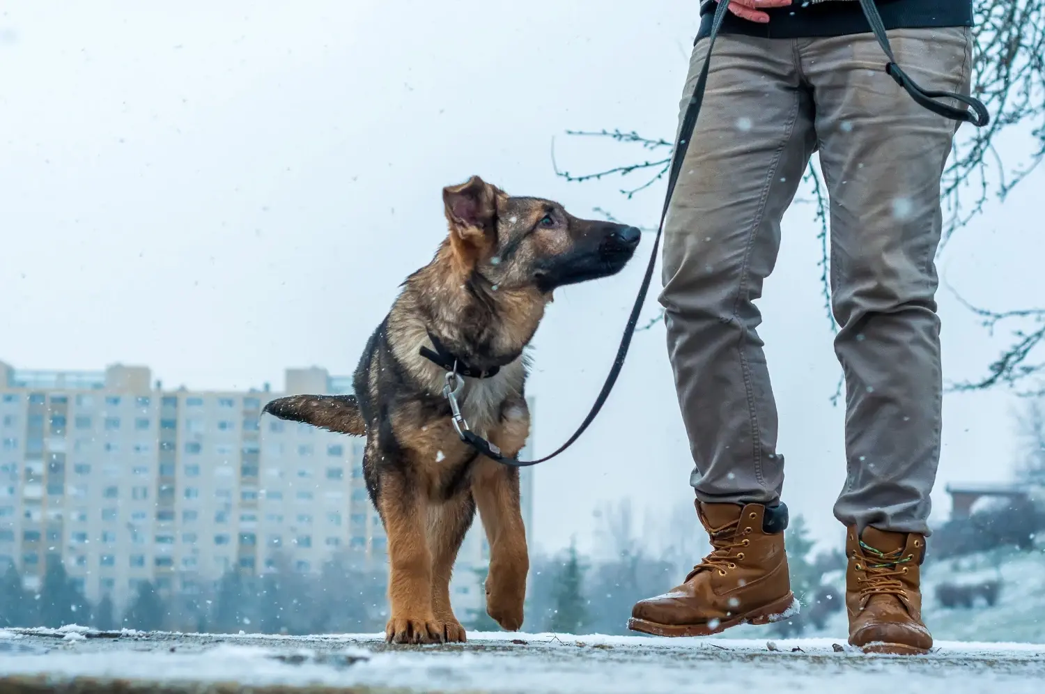 walking-your-dog-in-winter