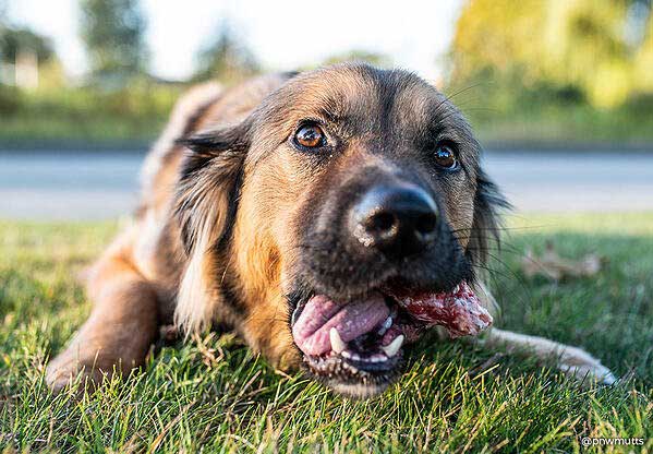 are pork bones bad for dogs