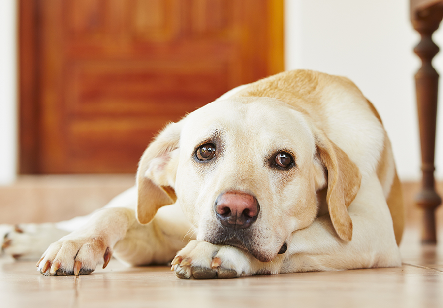 what are critical signs of stress in dogs