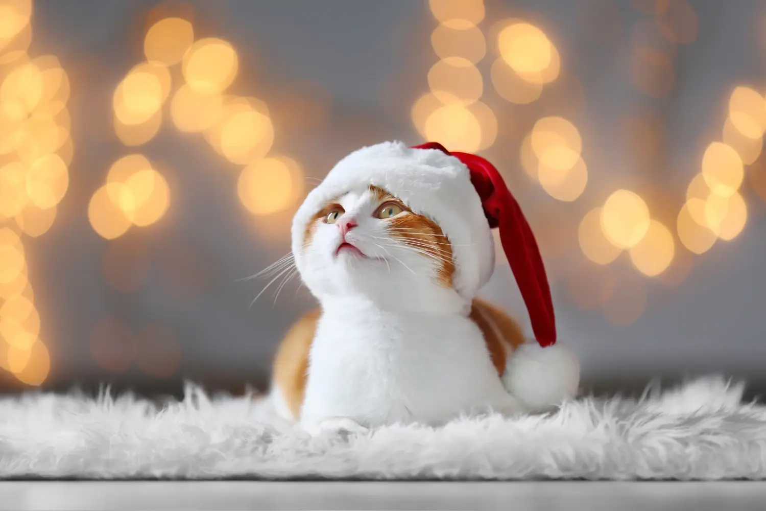 best-christmas-gifts-for-cats