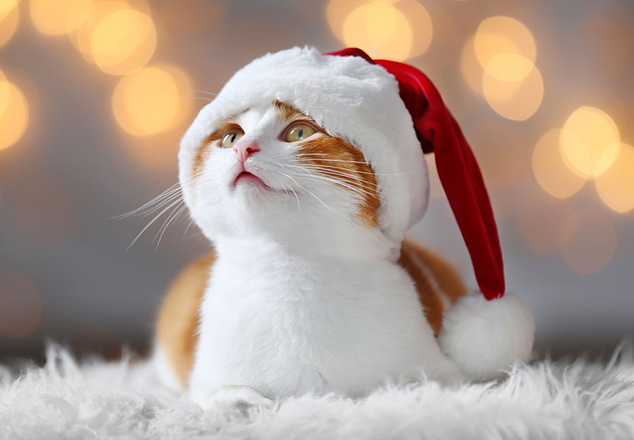 cat as gift