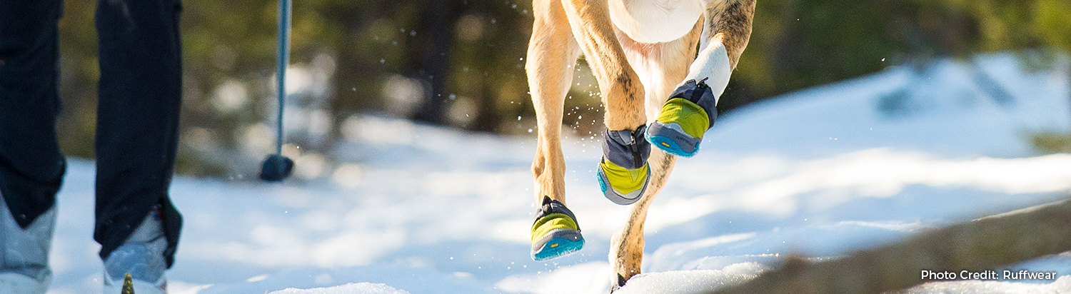 do dogs need winter boots