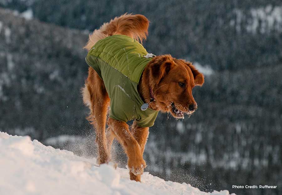 do dogs need jackets in cold weather